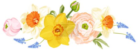 Illustration for Spring bouquet with pink ranunculus, narcissus and blue hyacinth. Stock vector illustration on a white background. - Royalty Free Image