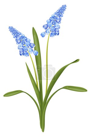 Illustration for Spring bouquet with blue hyacinth flower. Stock vector illustration on a white background. - Royalty Free Image
