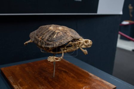 Old skeleton of a tortoise or turtle on display at museum