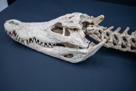 Photo for Aligator or crocodile skeleton on display at the museum with its respective skull. - Royalty Free Image