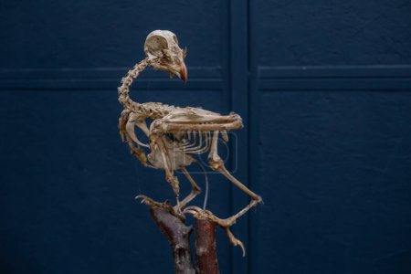 Foto de Esqueleto de pájaro harrier de Montagu en exhibición, sentado en una rama - Imagen libre de derechos