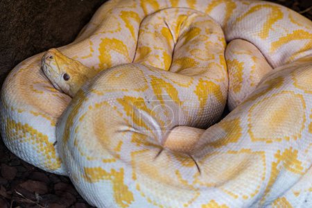 Python birman jaune et blanc enroulé sur lui-même avec la tête en saillie. Python bivittatus.