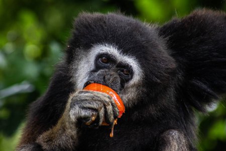 Foto de Lar gibbon comiendo un tomate mientras está sentado en una rama de árbol. Nombre científico hylobates lar, también conocido como el gibón de mano blanca en peligro de extinción primate. - Imagen libre de derechos