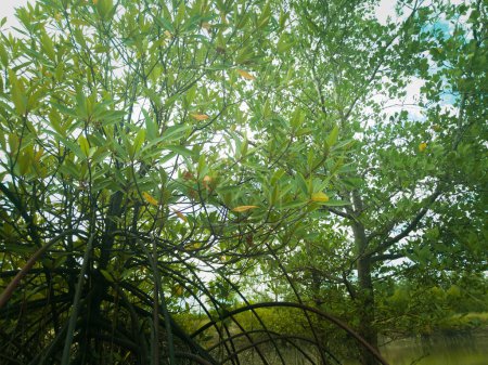 Schöne Mangrovenpflanzen werden am Meeresufer gepflanzt