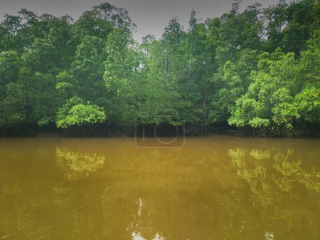 photography of mangrove forest with murky sea water