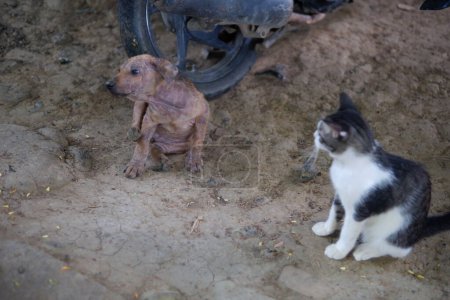 Foto de Fotografía de un cachorro callejero y un gato estaban jugando en el patio - Imagen libre de derechos