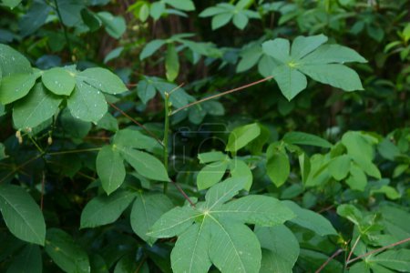 Green cassava leaf plants in the garden are suitable for natural backgrounds