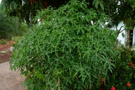 fotografía de la planta japonesa de kates o cnidoscolus aconitifolius