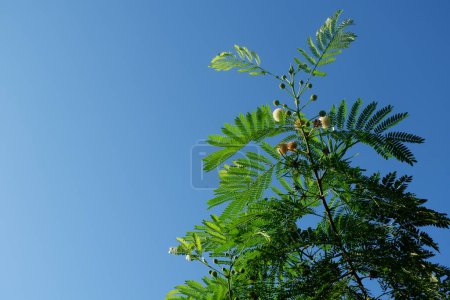 photographie de la plante lamtoro qui porte le nom latin leucaena leucocephala sur fond bleu ciel