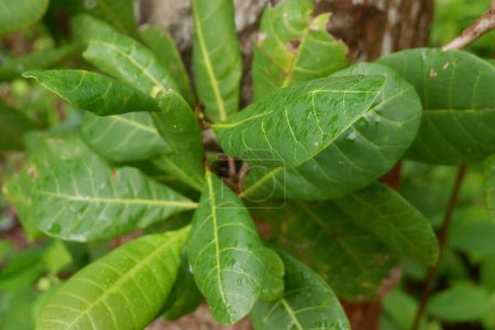 nature photography of close up cashew leaf plants