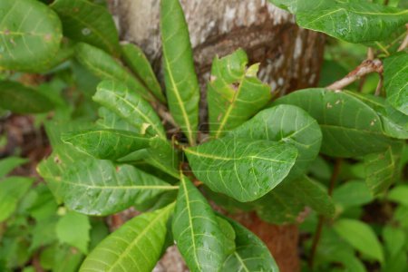 fotografía de la naturaleza de las plantas de hoja de anacardo