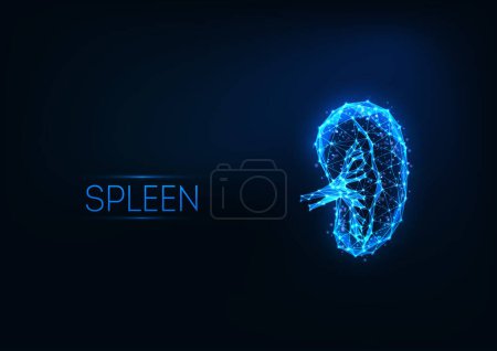 Illustration for Futuristic glowing low polygonal human spleen hologram isolated on dark blue background. Modern wireframe mesh design vector illustration. - Royalty Free Image
