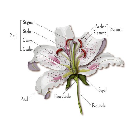 Illustration for Parts of the flower infographics. Lily flower anatomy. Science for kids. Cartoon style vector illustration. - Royalty Free Image