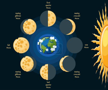 Grundlegendes Mondphasendiagramm. Käsemond in seinen verschiedenen Phasen, je nach Position relativ zur Erde und Richtung des Sonnenlichts. Pädagogische Astronomie für Kinder. Zeichentrickvektorillustration im flachen Stil