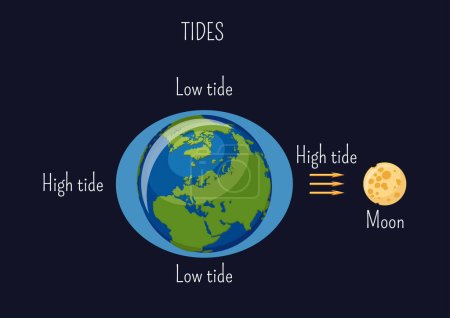 Illustration for Low and high lunar tides diagram. Effect of Moon gravitational force on seacoast water level. Astronomy, geography science for kids. Cartoon style vector illustration. - Royalty Free Image