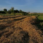 mown wheat field in Ukraine
