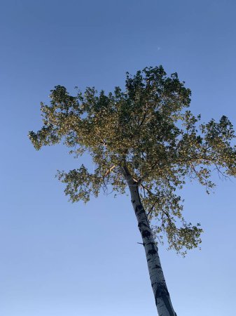 Tree in the blue sky