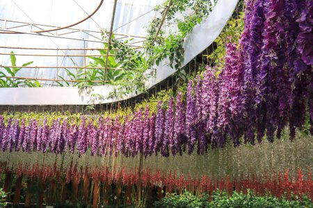 Téléchargez les photos : A beautiful colored fake flower garden hangs in the Celosia Flower Garden Semarang - en image libre de droit