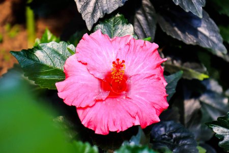 Téléchargez les photos : Hibiscus flower (Hibiscus rosa-sinensis L) is a shrub of the Malvaceae family originating from East Asia and widely grown as an ornamental plant in tropical and subtropical region. - en image libre de droit