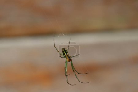 Téléchargez les photos : Leucauge venusta, also known as the garden spider, is a long-jawed orbweaver spider. - en image libre de droit