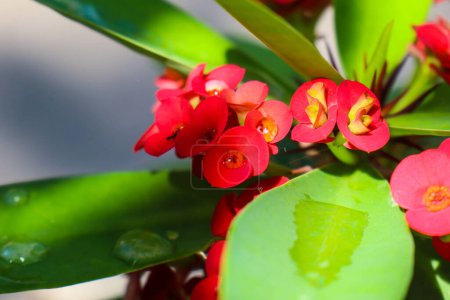 Téléchargez les photos : Close up of beautiful Euphorbia milii, crown of thorns, called Corona de Cristo. Crown of thorns flower. Fresh and fresh red Euphorbia milii flowers exposed to dew in the garden. - en image libre de droit
