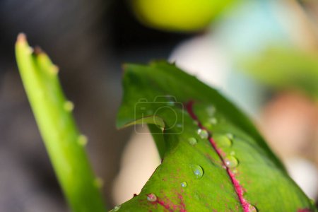Téléchargez les photos : Plant of red and green leafy caladium cultivar (Caladium bicolor) fresh in the morning exposed to rain dew - en image libre de droit