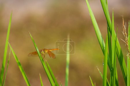 Téléchargez les photos : Dragonfly hanging on a tree branch - en image libre de droit