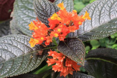 Foto de Episcia es un género de plantas con flores perteneciente a la familia Gesneriaceae.. - Imagen libre de derechos