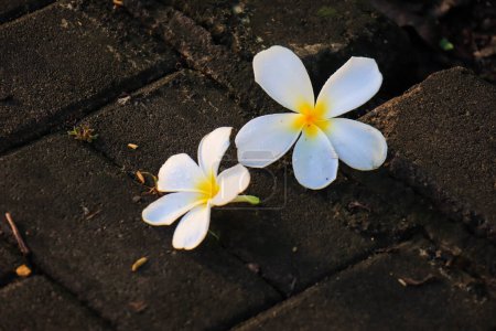 Foto de Plumeria alba flower is a species of the genus Plumeria. it has narrow elongated leaves, large white flowers and a strong aroma. - Imagen libre de derechos