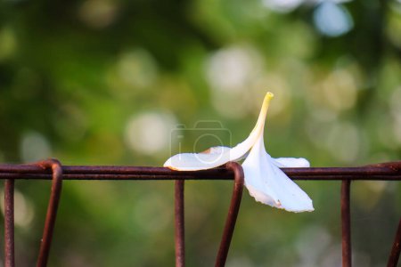 Foto de Plumeria alba flower is a species of the genus Plumeria. it has narrow elongated leaves, large white flowers and a strong aroma. - Imagen libre de derechos
