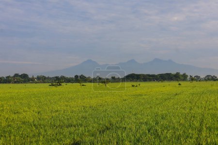 Téléchargez les photos : Un paysage rural luxuriant de rizières et de pâturages marécageux, remplis d'herbes et de cultures sous un vaste ciel couvert de nuages. - en image libre de droit