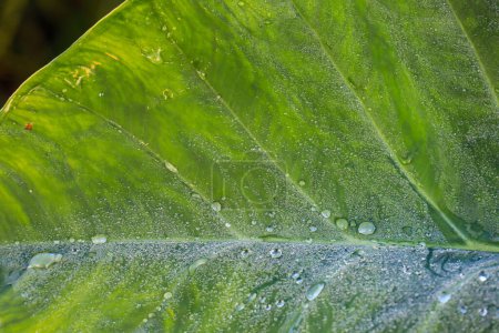 Téléchargez les photos : Plaque foliaire exposée à l'eau vert vif matin rosée perchée sur des feuilles brillantes, entourée de verdure luxuriante et de gouttes d'eau. - en image libre de droit