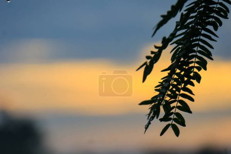 Téléchargez les photos : Une branche d'un arbre silhouette dans la lumière dorée couchers de soleil, ses feuilles éclairées par les rayons du soleil. Une beauté sereine trouvée seulement dans la nature. - en image libre de droit