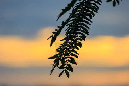 Téléchargez les photos : Une branche d'un arbre silhouette dans la lumière dorée couchers de soleil, ses feuilles éclairées par les rayons du soleil. Une beauté sereine trouvée seulement dans la nature. - en image libre de droit