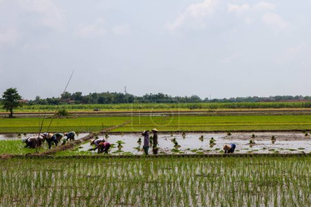 Téléchargez les photos : Kudus, décembre 2022. Un paysage rural luxuriant de rizières et de pâturages marécageux, remplis d'herbes et de cultures sous un vaste ciel couvert de nuages. - en image libre de droit