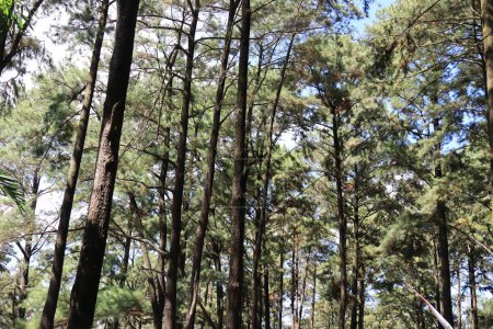Téléchargez les photos : Photo portrait d'arbres forestiers protégés, Sreni Indah tourisme, qui est cool, frais, frais pour les vacances, Kudus. - en image libre de droit