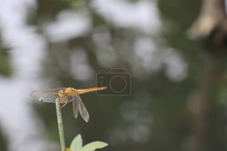 Téléchargez les photos : Photo d'une libellule perchée sur une plante pour absorber le jus de fleur - en image libre de droit