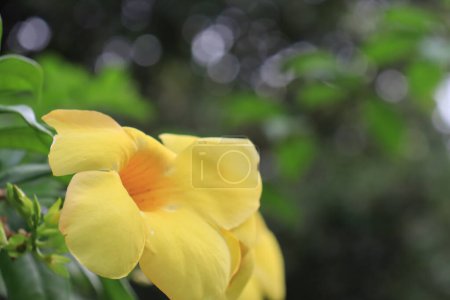 Téléchargez les photos : Alamanda ou allamanda est une plante ornementale qui est communément appelé la fleur d'alamanda et est également souvent appelé la fleur de trompette d'or, fleur de cloche jaune, ou fleur de buttercup. - en image libre de droit