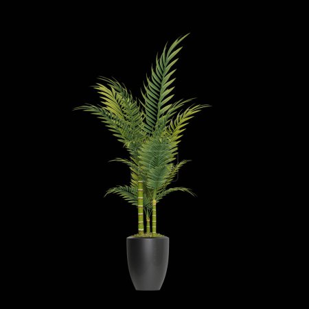 Potted plants placed on a black background