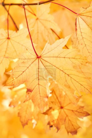 Photo for Yellow leaves on a tree. Yellow maple leaves on a blurred background. Golden leaves in autumn park. Sunny autumn day. - Royalty Free Image