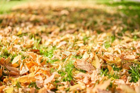 Photo for Yellow and orange autumn leaves background. Outdoor. Colorful background image of fallen autumn leaves perfect for seasonal use - Royalty Free Image