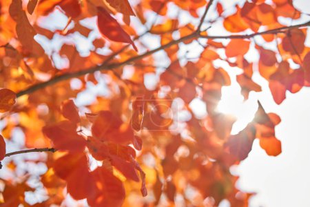 Photo for Yellow and orange leaves on a tree. Yellow leaves on a blurred background. Golden leaves in autumn park. Sunny autumn day. - Royalty Free Image