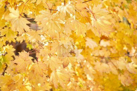 Photo for Yellow leaves on a tree. Yellow maple leaves on a blurred background. Golden leaves in autumn park. Sunny autumn day. - Royalty Free Image