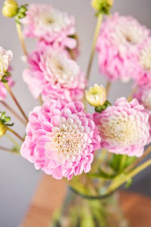 Photo for Pink dahlias in glass jug, neutral wall background. the work of the florist at a flower shop. Handsome fresh bouquet. Flowers delivery. High quality photo - Royalty Free Image