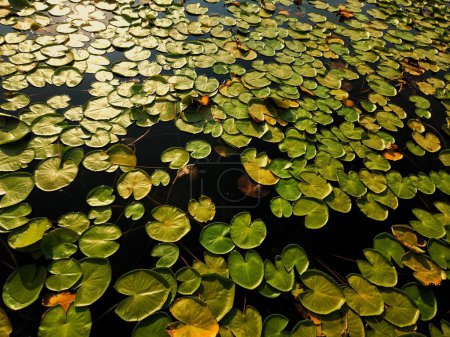 Foto de Lotus garden in beyehir lake - Imagen libre de derechos