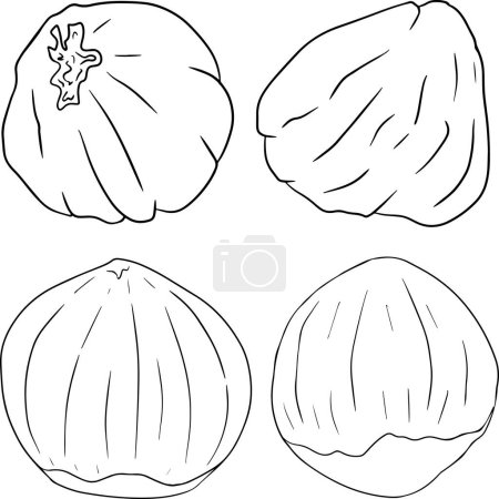 Photo for Hazelnut. Vector hand drawn nuts. Coloring pages with different sort of nuns. - Royalty Free Image