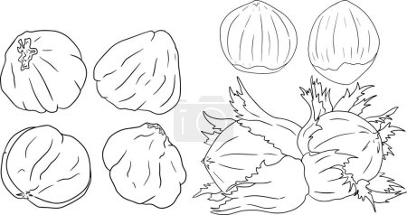 Photo for Hazelnut. Vector hand drawn nuts. Coloring pages with different sort of nuns. - Royalty Free Image