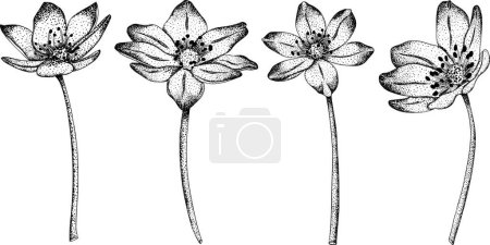 Photo for Set Common hepaticas Anemone hepatica flowers. Hand drawn spring flowers. Monochrome vector botanical illustrations in sketch, engraving style. - Royalty Free Image