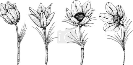 Set flores pasqueflower Pulsatilla pratensis. Flores de primavera dibujadas a mano. Ilustraciones botánicas vectoriales monocromáticas en boceto, estilo grabado.