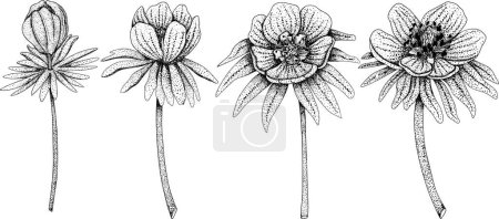Illustration for Set Winter aconite, Eranthis tubergenii, Guinea Gold flowers. Hand drawn spring flowers. Monochrome vector botanical illustrations in sketch, engraving style. - Royalty Free Image